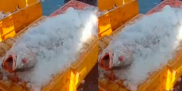 ಮಲ್ಪೆ ಬಂದರಿನಲ್ಲಿ ಬರೋಬ್ಬರಿ 2 ಲಕ್ಷ ರೂ.ಗೆ ಸೇಲ್ ಆಯ್ತು ‘ಗೋಳಿ ಮೀನು’..!!