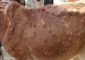 ಚರ್ಮಗಂಟು ರೋಗ ಹಿನ್ನೆಲೆ : ಜಾನುವಾರುಗಳ ಸಾಗಾಟ ನಿಷೇಧಿಸಿ ಜಿಲ್ಲಾಧಿಕಾರಿ ಆದೇಶ