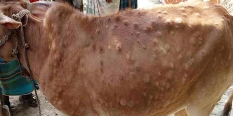 ಚರ್ಮಗಂಟು ರೋಗ ಹಿನ್ನೆಲೆ : ಜಾನುವಾರುಗಳ ಸಾಗಾಟ ನಿಷೇಧಿಸಿ ಜಿಲ್ಲಾಧಿಕಾರಿ ಆದೇಶ