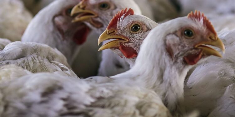 ಹಕ್ಕಿ ಜ್ವರದ ಭೀತಿ : ಕೇರಳದಲ್ಲಿ 6,000ಕ್ಕೂ ಹೆಚ್ಚು ಪಕ್ಷಿಗಳ ಹತ್ಯೆ..!!