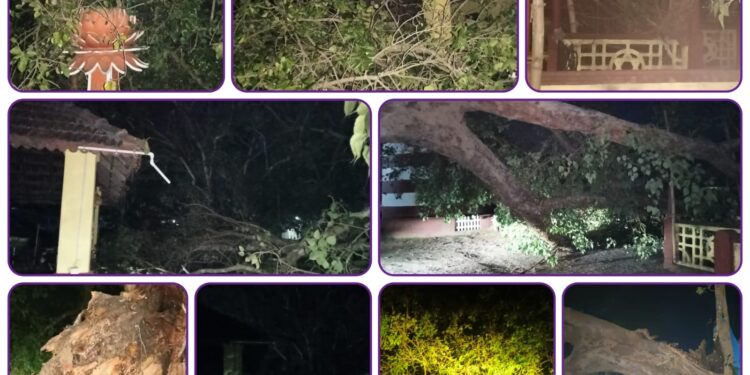 ಪುತ್ತೂರು: ಶ್ರೀ ಮಹಾಲಿಂಗೇಶ್ವರ ದೇವಸ್ಥಾನದ ಪುಷ್ಕರಣಿ ಬಳಿಯ ಅಶ್ವತ್ಥ ಮರ ಮುರಿತ..!!