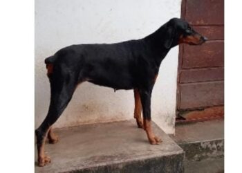 ದಕ್ಷಿಣ ಕನ್ನಡ ಜಿಲ್ಲಾ ಅಪರಾಧ ಪತ್ತೆ ದಳದ ಶ್ವಾನ ‘ಜ್ವಾಲ’ ನಿಧನ..!!