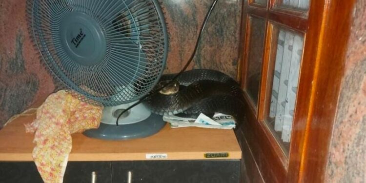 ಬೆಳ್ತಂಗಡಿ: ಮನೆಯ ಟೇಬಲ್ ನಲ್ಲಿ ಬೆಚ್ಚಗೆ ಮಲಗಿದ್ದ 10 ಅಡಿ ಉದ್ದದ ಕಾಳಿಂಗ ಸರ್ಪ..!!