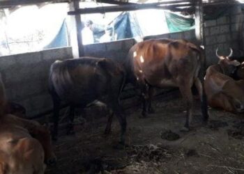 ಏಳು ಹಸುಗಳ ಕತ್ತು ಕೊಯ್ದು ಬರ್ಬರ ಹತ್ಯೆ : ಶಿವಮೊಗ್ಗದಲ್ಲಿ ಅಮಾನವೀಯ ಘಟನೆ