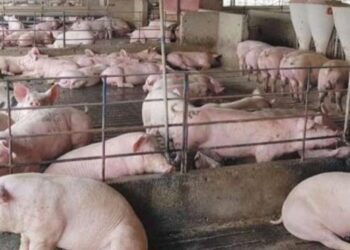 ಆಫ್ರಿಕನ್ ಹಂದಿ ಜ್ವರ ಪತ್ತೆ : ಫಾರ್ಮ್ ಹಂದಿಗಳ ಹತ್ಯೆ