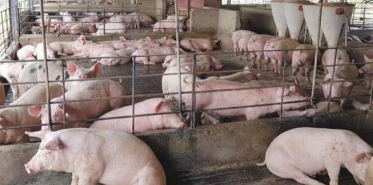 ಆಫ್ರಿಕನ್ ಹಂದಿ ಜ್ವರ ಪತ್ತೆ : ಫಾರ್ಮ್ ಹಂದಿಗಳ ಹತ್ಯೆ