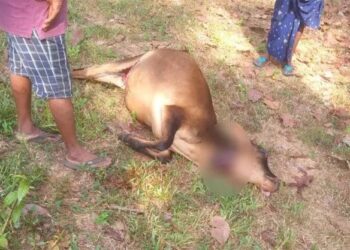 ಬಂಟ್ವಾಳ: ಚಿರತೆ ದಾಳಿ: ಮೇಯಲು ಬಿಟ್ಟಿದ್ದ ದನ ಮೃತ್ಯು