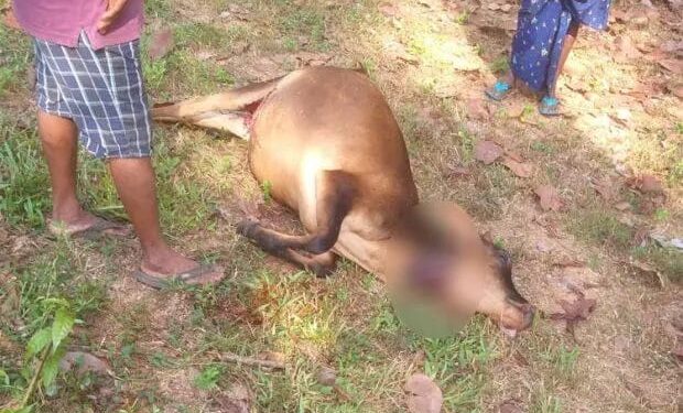 ಬಂಟ್ವಾಳ: ಚಿರತೆ ದಾಳಿ: ಮೇಯಲು ಬಿಟ್ಟಿದ್ದ ದನ ಮೃತ್ಯು