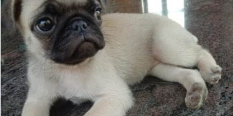 ಉಪ್ಪಿನಂಗಡಿ: ಹಾಡಹಗಲೇ ಮನೆಯಂಗಳಕ್ಕೆ ಬಂದು ನಾಯಿಮರಿಯನ್ನು ಹೊತ್ತೊಯ್ದ ಚಿರತೆ..!!