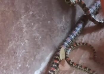 ಅಪರೂಪದ ಫ್ಲೈಯಿಂಗ್‌ ಸ್ನೇಕ್‌ (ಹಾರುವ ಹಾವು) ಪತ್ತೆ..!!