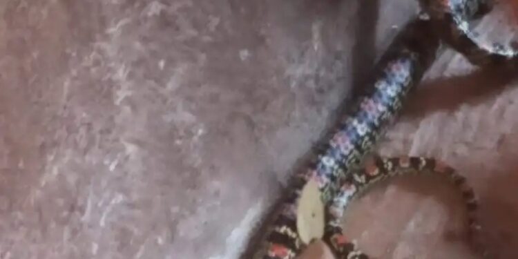 ಅಪರೂಪದ ಫ್ಲೈಯಿಂಗ್ ಸ್ನೇಕ್ (ಹಾರುವ ಹಾವು) ಪತ್ತೆ..!!