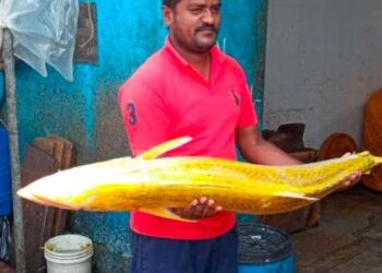 ಮೀನುಗಾರರ ಬಲೆಗೆ ಬಿದ್ದ ‘ಗೋಲ್ಡನ್ ಅಂಜಲ್ ಫಿಶ್’ : ಸಾವಿರಾರು ರೂಪಾಯಿಗೆ ಮಾರಾಟ