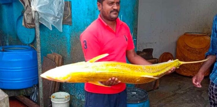 ಮೀನುಗಾರರ ಬಲೆಗೆ ಬಿದ್ದ ‘ಗೋಲ್ಡನ್ ಅಂಜಲ್ ಫಿಶ್’ : ಸಾವಿರಾರು ರೂಪಾಯಿಗೆ ಮಾರಾಟ