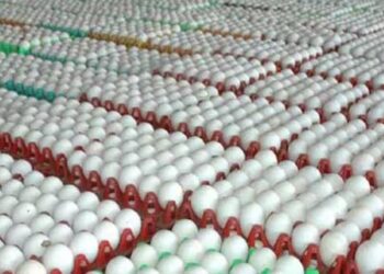 ಮತ್ತೆ ತಟ್ಟಿದ ಬೆಲೆ ಏರಿಕೆ ಬಿಸಿ : ದುಬಾರಿಯಾಯ್ತು ಮೊಟ್ಟೆ