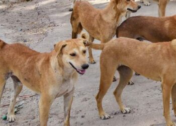 ಸಾಕು ನಾಯಿಯನ್ನು ‘ನಾಯಿ’ ಎಂದಿದ್ದಕ್ಕೆ ವೃದ್ಧನ ಮೇಲೆ ಹಲ್ಲೆ : ಮೃತ್ಯು