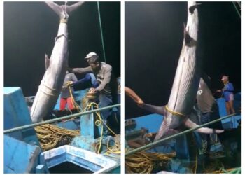 ಮೀನುಗಾರರ ಬಲೆಗೆ ಬಿದ್ದ 200 ಕೆಜಿ ತೂಕದ ದೈತ್ಯ ಕಟ್ಟೆ ಕೊಂಬು ಮೀನು..!!