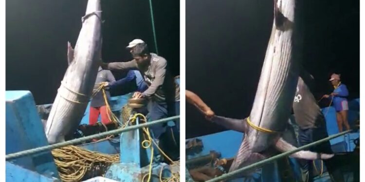 ಮೀನುಗಾರರ ಬಲೆಗೆ ಬಿದ್ದ 200 ಕೆಜಿ ತೂಕದ ದೈತ್ಯ ಕಟ್ಟೆ ಕೊಂಬು ಮೀನು..!!