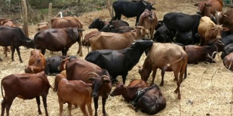 ದಕ್ಷಿಣ ಕನ್ನಡ: ಜಾನುವಾರು ಸಾಗಾಟ ನಿಷೇಧದ ಆದೇಶ ವಾಪಾಸ್ – ಜಿಲ್ಲಾಧಿಕಾರಿ