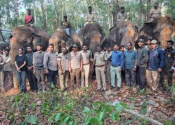 ಕಡಬ: ಕಾಡಾನೆ ಸೆರೆ ಕಾರ್ಯಚರಣೆಗೆ ಸಿದ್ಧತೆ : ಅಖಾಡಕ್ಕಿಳಿದ ಅಭಿಮನ್ಯು & ಗ್ಯಾಂಗ್..!!