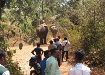 ಕಡಬ : ಮುಂದುವರಿದ ಕಾಡಾನೆ ಸೆರೆ ಕಾರ್ಯಾಚರಣೆ..!!