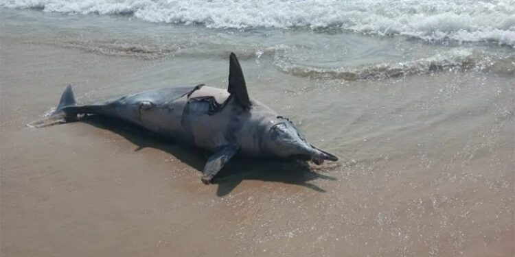 ಮಂಗಳೂರು: ತಣ್ಣೀರು ಬಾವಿ ಕಡಲಕಿನಾರೆಯಲ್ಲಿ ಡಾಲ್ಫಿನ್ ಮೃತದೇಹ ಪತ್ತೆ..!!