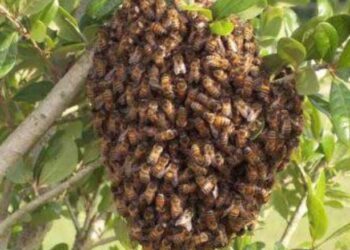 ಬಂಟ್ವಾಳ:  ಹೆಜ್ಜೇನು ದಾಳಿ : ಮೂವರಿಗೆ ಗಾಯ ; ಓರ್ವ ಗಂಭೀರ