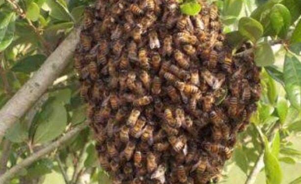 ಬಂಟ್ವಾಳ:  ಹೆಜ್ಜೇನು ದಾಳಿ : ಮೂವರಿಗೆ ಗಾಯ ; ಓರ್ವ ಗಂಭೀರ