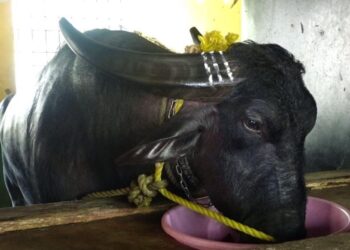 ತುಳುನಾಡ ಜನಪದ ಕ್ರೀಡೆ ಕಂಬಳಕ್ಕೆ ‘ವಾಮಾಚಾರ’ ದ ಕರಿಛಾಯೆ : ನಾದ ಸ್ವರಕ್ಕೆ ತಲೆದೂಗಿಸುವ ದೂಜನಿಗೆ ಅನಾರೋಗ್ಯ..!!!