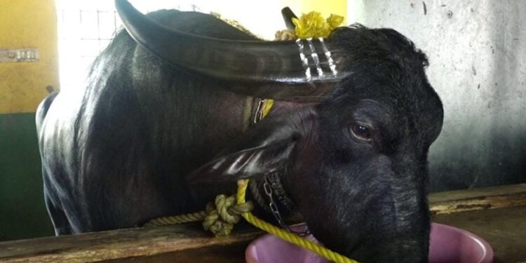 ತುಳುನಾಡ ಜನಪದ ಕ್ರೀಡೆ ಕಂಬಳಕ್ಕೆ ‘ವಾಮಾಚಾರ’ ದ ಕರಿಛಾಯೆ : ನಾದ ಸ್ವರಕ್ಕೆ ತಲೆದೂಗಿಸುವ ದೂಜನಿಗೆ ಅನಾರೋಗ್ಯ..!!!