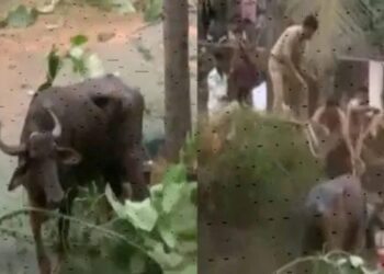 ಕಸಾಯಿಖಾನೆಗೆ ತಂದ ಕೋಣ ತಿವಿದು ಓರ್ವ ಸಾವು : ಹಲವರಿಗೆ ಗಾಯ