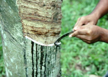 ಆಕಸ್ಮಿಕವಾಗಿ ಟ್ಯಾಪಿಂಗ್  ಕತ್ತಿ ಎದೆಗೆ ಹೊಕ್ಕು ಮಹಿಳೆ ಮೃತ್ಯು..!!!