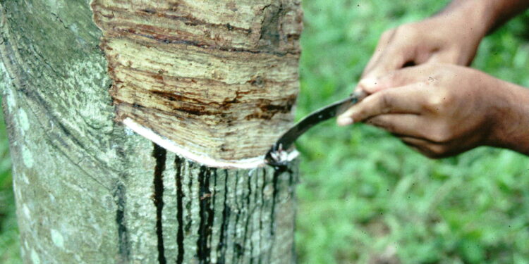 ಆಕಸ್ಮಿಕವಾಗಿ ಟ್ಯಾಪಿಂಗ್  ಕತ್ತಿ ಎದೆಗೆ ಹೊಕ್ಕು ಮಹಿಳೆ ಮೃತ್ಯು..!!!