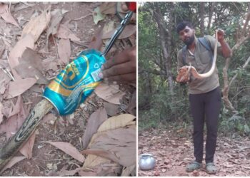 ಬಿಯರ್ ಟಿನ್ ಮುಚ್ಚಳಕ್ಕೆ ಸಿಲುಕಿಕೊಂಡ ನಾಗರ ಹಾವನ್ನು ರಕ್ಷಿಸಿದ ಉರಗ ತಜ್ಞ ತೇಜಸ್