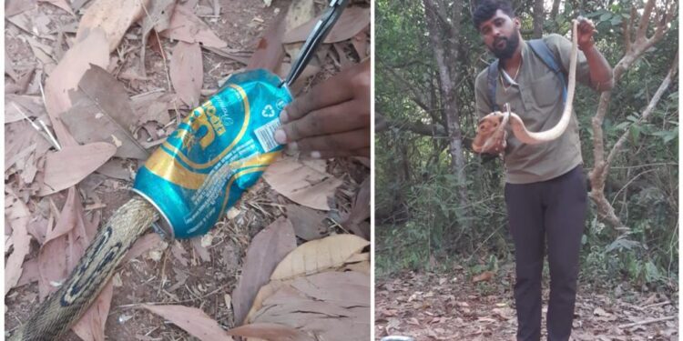 ಬಿಯರ್ ಟಿನ್ ಮುಚ್ಚಳಕ್ಕೆ ಸಿಲುಕಿಕೊಂಡ ನಾಗರ ಹಾವನ್ನು ರಕ್ಷಿಸಿದ ಉರಗ ತಜ್ಞ ತೇಜಸ್