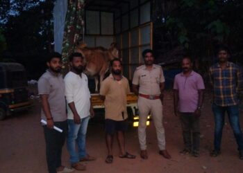 ಬಂಟ್ವಾಳ : ಪೊಲೀಸರ ಕಾರ್ಯಾಚರಣೆ : ಅಕ್ರಮ ಗೋ ಸಾಗಾಟ ಮಾಡುತ್ತಿದ್ದ ಆರೋಪಿ ವಶಕ್ಕೆ..!!!