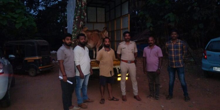 ಬಂಟ್ವಾಳ : ಪೊಲೀಸರ ಕಾರ್ಯಾಚರಣೆ : ಅಕ್ರಮ ಗೋ ಸಾಗಾಟ ಮಾಡುತ್ತಿದ್ದ ಆರೋಪಿ ವಶಕ್ಕೆ..!!!