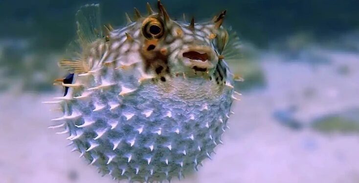 ಡೆಡ್ಲಿ ಫಿಶ್ : ಮೀನು ಸೇವಿಸಿ ಮಹಿಳೆ ಮೃತ್ಯು ; ಪತಿ ಕೋಮಾದಲ್ಲಿ