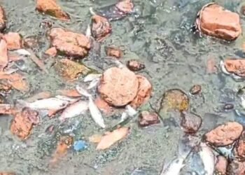 ಸುಬ್ರಹ್ಮಣ್ಯ: ದರ್ಪಣ ತೀರ್ಥದಲ್ಲಿ ಜಲಚರಗಳ ಸಾವು..!!