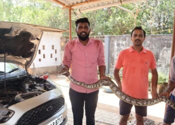 ಸೇಡಿಯಾಪು : ಕಾರಿನೊಳಗೆ ಸೇರಿಕೊಂಡಿದ್ದ ಹೆಬ್ಬಾವು : ಉರಗ ತಜ್ಞ ತೇಜಸ್ ರಿಂದ ರಕ್ಷಣೆ