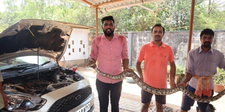 ಸೇಡಿಯಾಪು : ಕಾರಿನೊಳಗೆ ಸೇರಿಕೊಂಡಿದ್ದ ಹೆಬ್ಬಾವು : ಉರಗ ತಜ್ಞ ತೇಜಸ್ ರಿಂದ ರಕ್ಷಣೆ