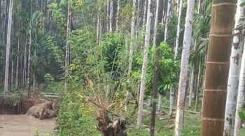 ಸುಳ್ಯ: ತೋಟದ ಕೆರೆಗೆ ಬಿದ್ದ ಕಾಡಾನೆಗಳು : ಸ್ಥಳಾಂತರಕ್ಕೆ ಸ್ಥಳೀಯರ ಆಗ್ರಹ