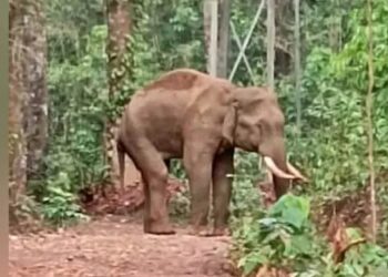 ಕಡಬ : ಅಸ್ವಸ್ಥಗೊಂಡಿದ್ದ ಕಾಡಾನೆ ಸಾವು..!!!
