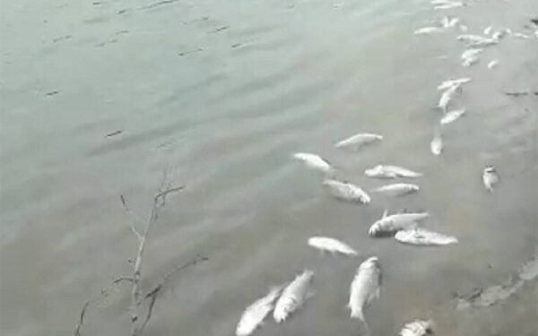 ಬೆಳ್ತಂಗಡಿ : ಸೋಮಾವತಿ ನದಿ ನೀರಿಗೆ ವಿಷಪ್ರಾಷನ : ನೀರು ಸರಬರಾಜು ಸ್ಥಗಿತ, ಮೀನುಗಳು ಸಾವು ..!!