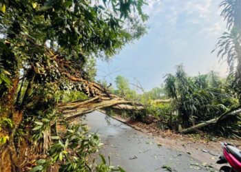 ಕೊಂಬೆಟ್ಟು : ಧರೆಗುರುಳಿದ ಮರ : ವಾಹನ ಸಂಚಾರಕ್ಕೆ ಅಡ್ಡಿ, ವಿದ್ಯುತ್ ಕಂಬಗಳಿಗೆ ಹಾನಿ