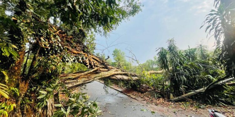 ಕೊಂಬೆಟ್ಟು : ಧರೆಗುರುಳಿದ ಮರ : ವಾಹನ ಸಂಚಾರಕ್ಕೆ ಅಡ್ಡಿ, ವಿದ್ಯುತ್ ಕಂಬಗಳಿಗೆ ಹಾನಿ