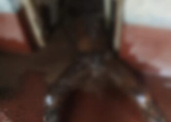 ಮಾಣಿ : ಕೊಳೆತ ಸ್ಥಿತಿಯಲ್ಲಿ ವ್ಯಕ್ತಿಯೋರ್ವರ ಮೃತದೇಹ ಪತ್ತೆ..!!!