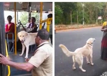 ಮನೆ ಮಾಲೀಕನನ್ನು ಬಿಟ್ಟು ಕೆಲಸದಾಕೆಯ ಜೊತೆ ಬಸ್​ ಹತ್ತಿದ ಶ್ವಾನ..!!