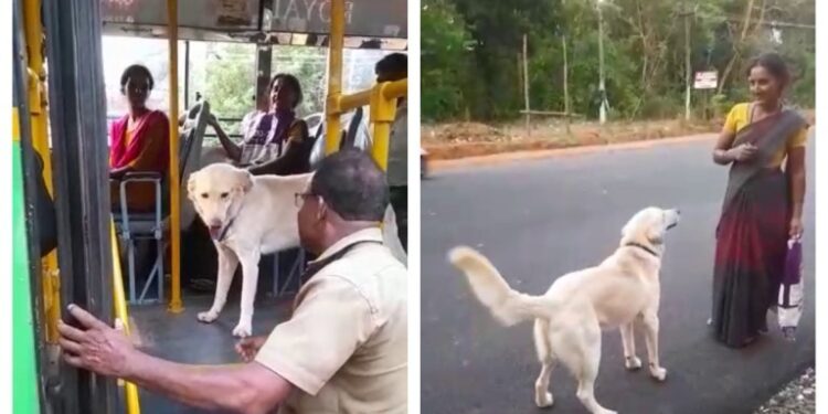 ಮನೆ ಮಾಲೀಕನನ್ನು ಬಿಟ್ಟು ಕೆಲಸದಾಕೆಯ ಜೊತೆ ಬಸ್ ಹತ್ತಿದ ಶ್ವಾನ..!!