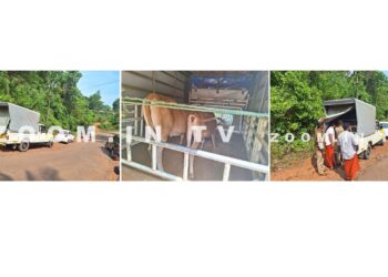 ಪುಣಚ : ಅಕ್ರಮ ಗೋ ಸಾಗಾಟ : ಹಿಂ.ಜಾ.ವೇ. ಕಾರ್ಯಕರ್ತರಿಂದ ತಡೆ