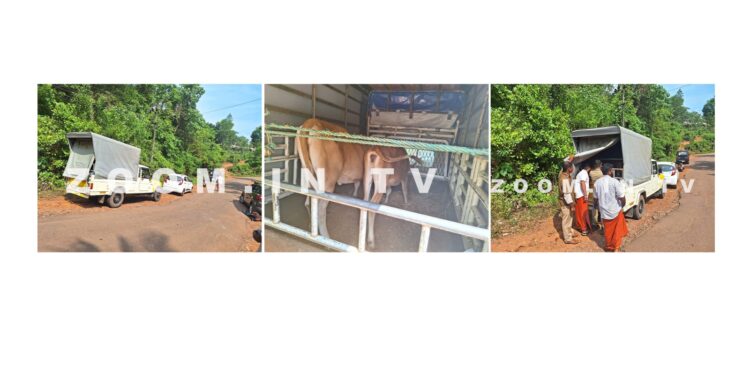 ಪುಣಚ : ಅಕ್ರಮ ಗೋ ಸಾಗಾಟ : ಹಿಂ.ಜಾ.ವೇ. ಕಾರ್ಯಕರ್ತರಿಂದ ತಡೆ